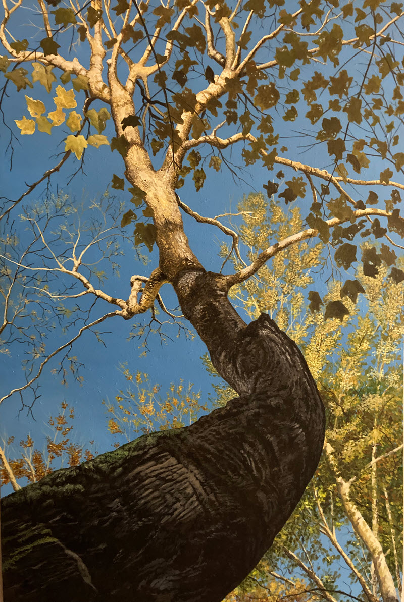 Soaring Sycamore, an acrylic painting by Jim Kaelin